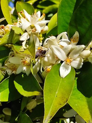 a bee on a white flower with green leaves at Casa do Alto (top floor apartment) in Adaúfe