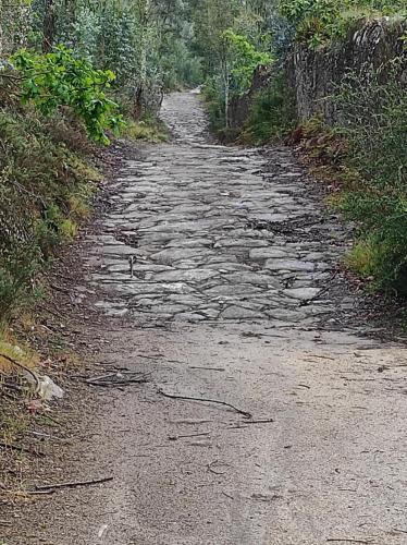 a dirt road in the middle of a forest at Casa do Alto (top floor apartment) in Adaúfe