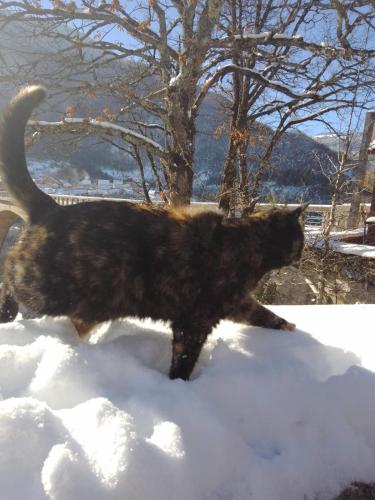 a black cat walking in the snow at Family owned self sufficient ECO farm TARA in Pljevlja