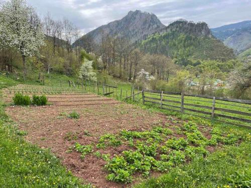 a farm field with a fence and mountains in the background at Family owned self sufficient ECO farm TARA in Pljevlja