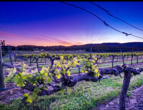 a vineyard with yellow flowers in a field at #Grampians Views Getaway #CBD #Netflix in Stawell