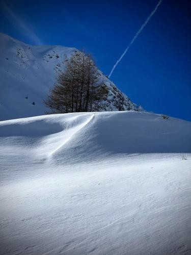 a snow covered hill with trees on the side of a mountain at ROYAL SUITE TOTTO'NETTA 504 in Passo del Tonale