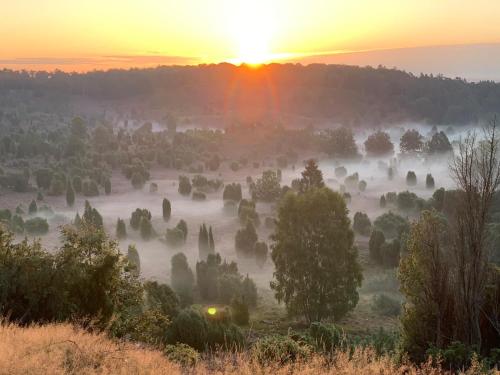 a misty sunrise over a field with trees at Haus Petersen in Undeloh