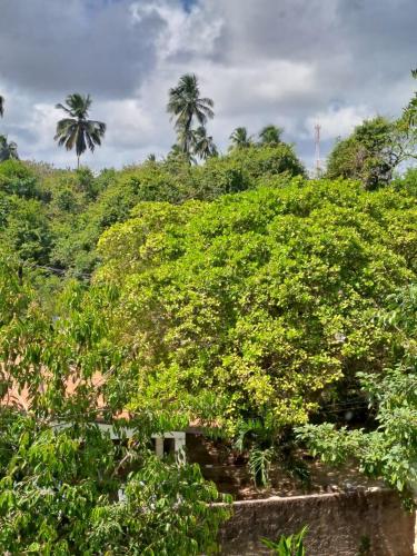 a large green bush with palm trees in the background at Apartamento Maria Farinha in Maria Farinha