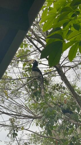 a bird perched on top of a tree at Kunna House in Ko Yao Noi