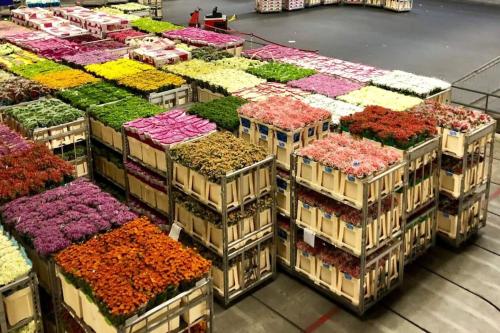 a bunch of flowers in boxes in a store at Quiet Waterloft near Amsterdam and Schiphol WS17 in Aalsmeer