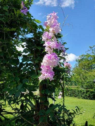 a tree with pink flowers on top of it at Bungalow Batsù in Fortuna