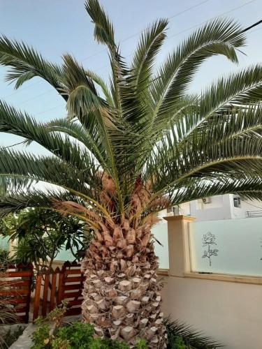 a palm tree in front of a building at Rianna Studio in Theologos