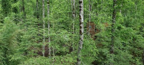 a forest of trees with a cabin in the middle at Eco lodge mediterraneas in Caburgua