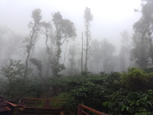 una foresta nebbiosa con alberi nella nebbia di Chilly Coorg a Virajpet