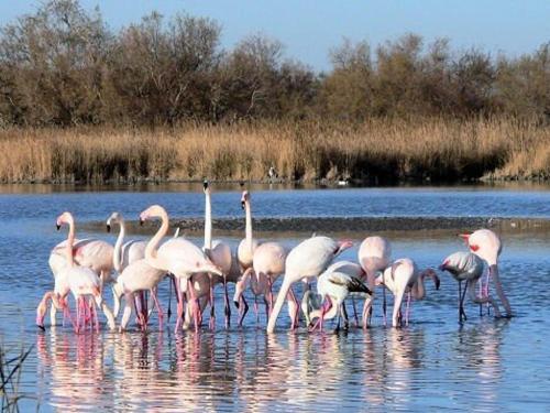 Photo de la galerie de l'établissement Studio Cabine RDC avec Terrasse - Proche Plage et Commerces - FR-1-307-116, au Grau-du-Roi