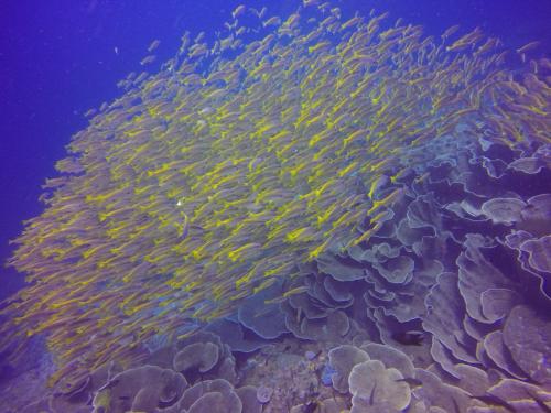 a large group of fish in an aquarium at The Beach House in El Nido