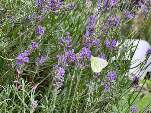 a white butterfly sitting on a bunch of purple flowers at L'attente détente à 200 m du parc " Pairi Daiza " in Brugelette
