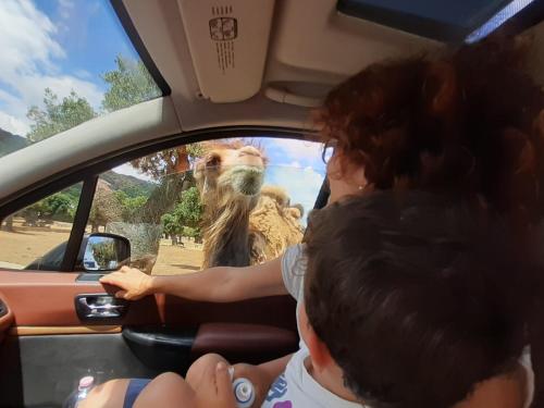 a group of people in a car looking at a camel at Il Rifugio di Farinella in Putignano