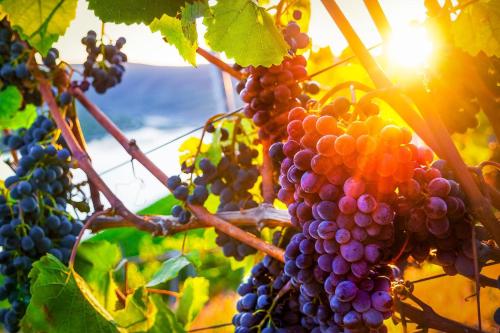 a bunch of grapes hanging on a vine at Ferienwohnung Loreley Mittelrheintal in Sankt Goar