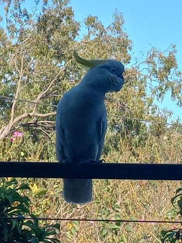 Animales en el apartamento o alrededores