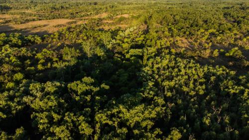 an aerial view of a forest of trees at Cabañas ICh in Tigre