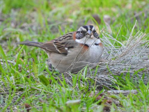 a bird is sitting in the grass at Cabañas ICh in Tigre