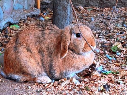 別荘の敷地内または近くにいる動物