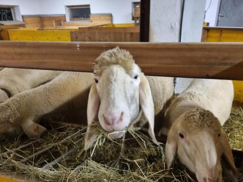 two sheep are eating hay in a pen at Apartment Konrad in Umhausen