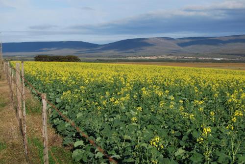 a field of yellow sunflowers next to a fence at Anna's Farm Stay in Slangrivier