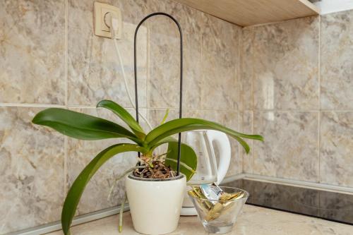 a potted plant sitting on a counter in a bathroom at Apartmani Vico in Herceg-Novi