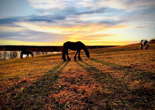 three horses grazing in a field at sunset at Appartement in Jämtland bij Gusto Stables ... in Föllinge