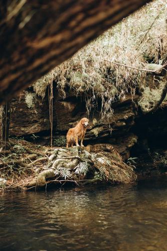 a dog standing on a rock in the water at Pousada Sete Quedas in Carrancas