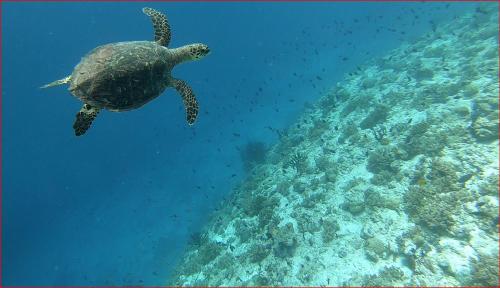 eine grüne Meeresschildkröte, die im Ozean schwimmt in der Unterkunft Gaskara Guesthouse in Shaviyani Atoll