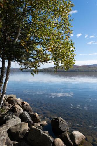 a tree on the shore of a lake at Rangeley Lake House, lake access, Saddleback 15min in Rangeley
