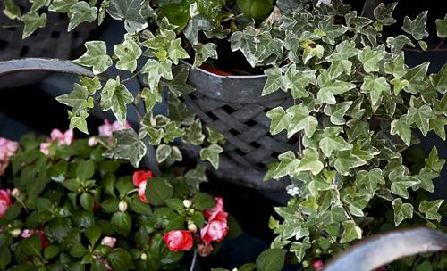 a potted plant sitting on top of a bench at Morgan State House Inn in Albany