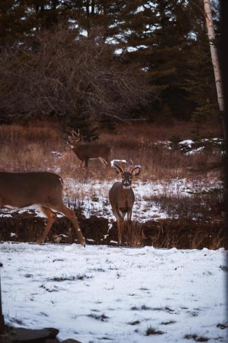 two deer standing in a field in the snow at Rangeley Lake House, lake access, Saddleback 15min in Rangeley
