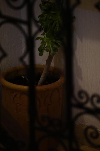 a plant in a pot next to a fence at Caban Surf in Tamraght Ouzdar