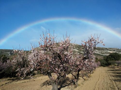 a rainbow in the sky behind two trees with pink flowers at Casa Rural Mas de Sant Pau - Turistrat. in Albocácer