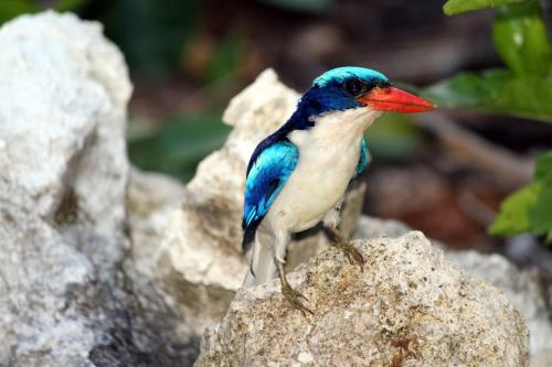 a blue and white bird sitting on a rock at Amoryg Resort and Dive Raja Ampat in Pulau Mansuar