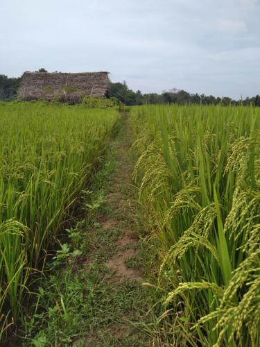 a field of corn with a dirt road through it at Dambulla Tree House in Dambulla