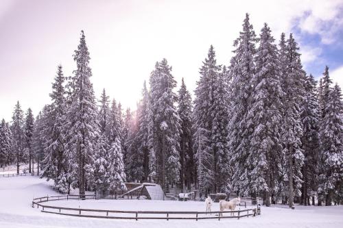 a group of trees with snow on them at Pohorje Village Wellbeing Resort - Family Apartments Bolfenk in Pohorje