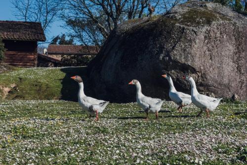 a group of white ducks standing in the grass at Houmi A Ponte in Boimorto