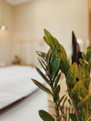a plant with green leaves sitting next to a bed at XOM House Biển Hồ in Bien Ho