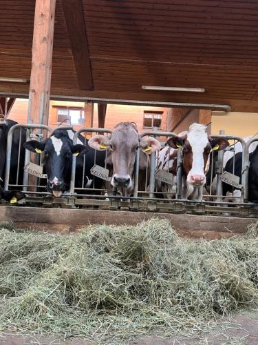 Un gruppo di mucche che mangia fieno in un fienile di Nahturhof - Urlaub am Bauernhof natürlich erleben a Krumbach