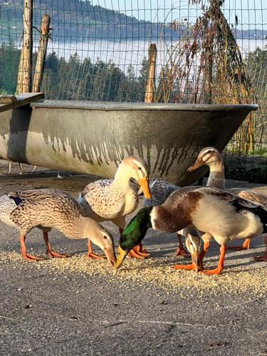 um grupo de patos a caminhar ao lado de uma cerca em Nahturhof - Urlaub am Bauernhof natürlich erleben em Krumbach