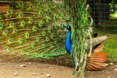 a peacock with its feathers out on the ground at Pension Andra's House in Horezu