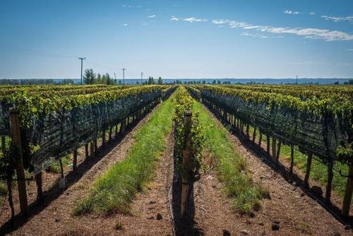 a vineyard with rows of green plants at Cabañas Entre Hileras in Ciudad Lujan de Cuyo