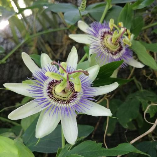 a group of purple and white flowers on a plant at Gîte des Zèbres Aventuriers... in L'Etang-Bertrand