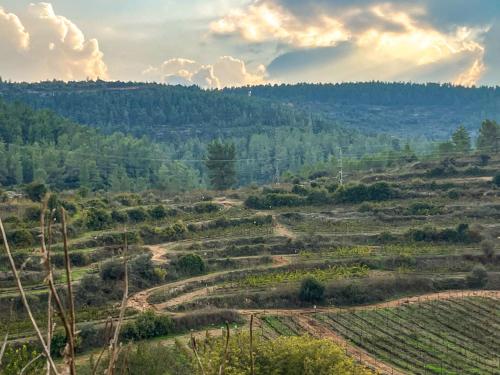 a view of a field with trees on a hill at עיינות ספיר - Einot Sapir in Sappir