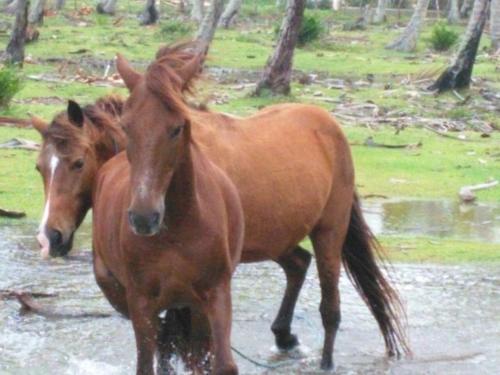 two brown horses are standing in the water at Villa La Caleta in Las Galeras
