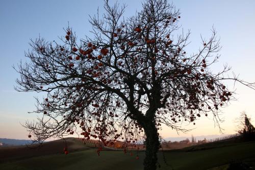a tree with lots of red balls on it at Villa Biancospino - luxury and private villa in Langhe in Monforte dʼAlba