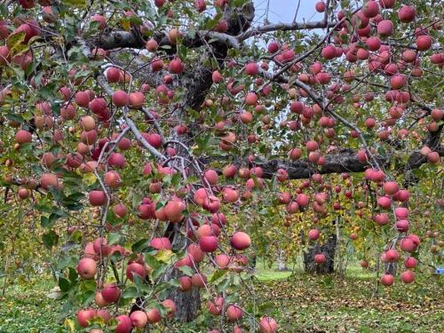 弘前市にあるHIROSAKI清水森はうすの赤りんごがたくさんのりんごの木