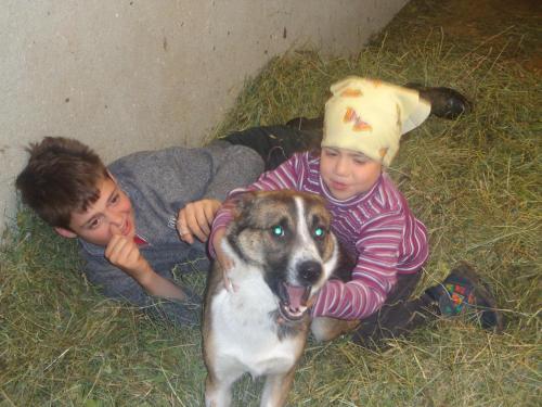 two young boys laying on the grass with a dog at Hanserhof in Zell am Ziller