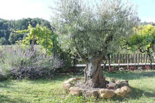 a tree with rocks around it in a yard at B&B Il Poggetto in Serra SantʼAbbondio